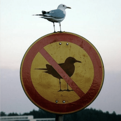 "forbidden seagull bending the rules"